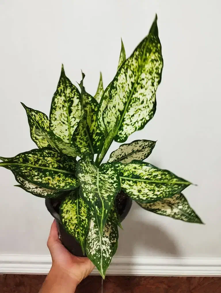 گل طبیعی|گل و گیاه طبیعی|اهواز, کوی مهدیس|دیوار