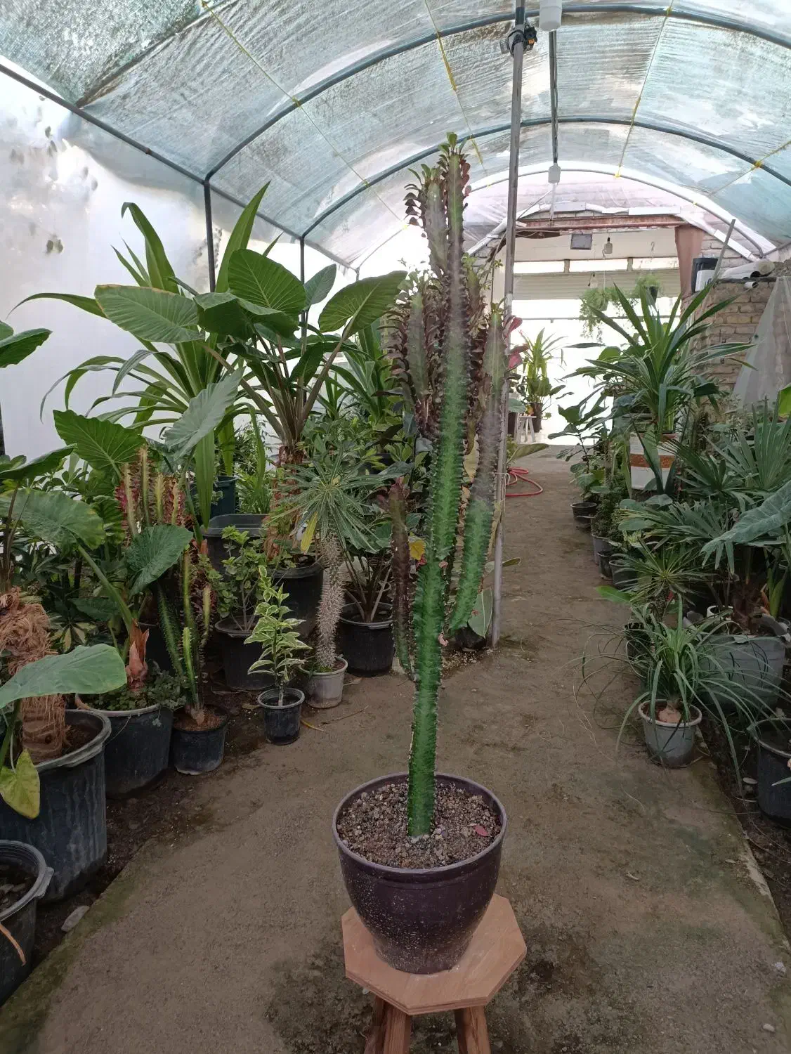 گل افوربیا قرمز قد ۱۱۰ سانت ارسال رایگان + هدیه|گل و گیاه طبیعی|مشهد, رضاییه|دیوار