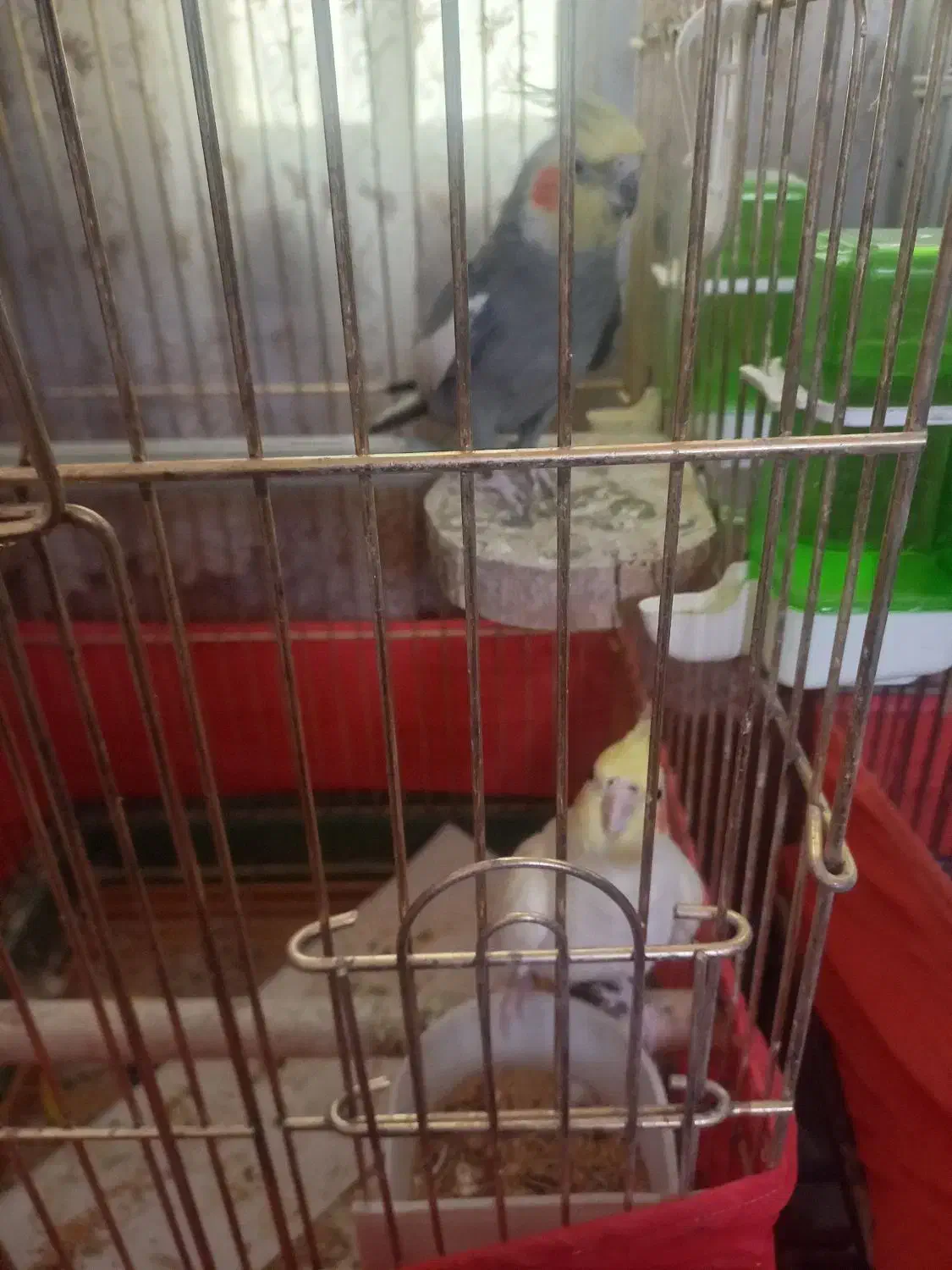 فروش دوجفت عروس هلندی بالغ جوجه داده|پرنده|پاکدشت, پاکدشت (مامازند)|دیوار