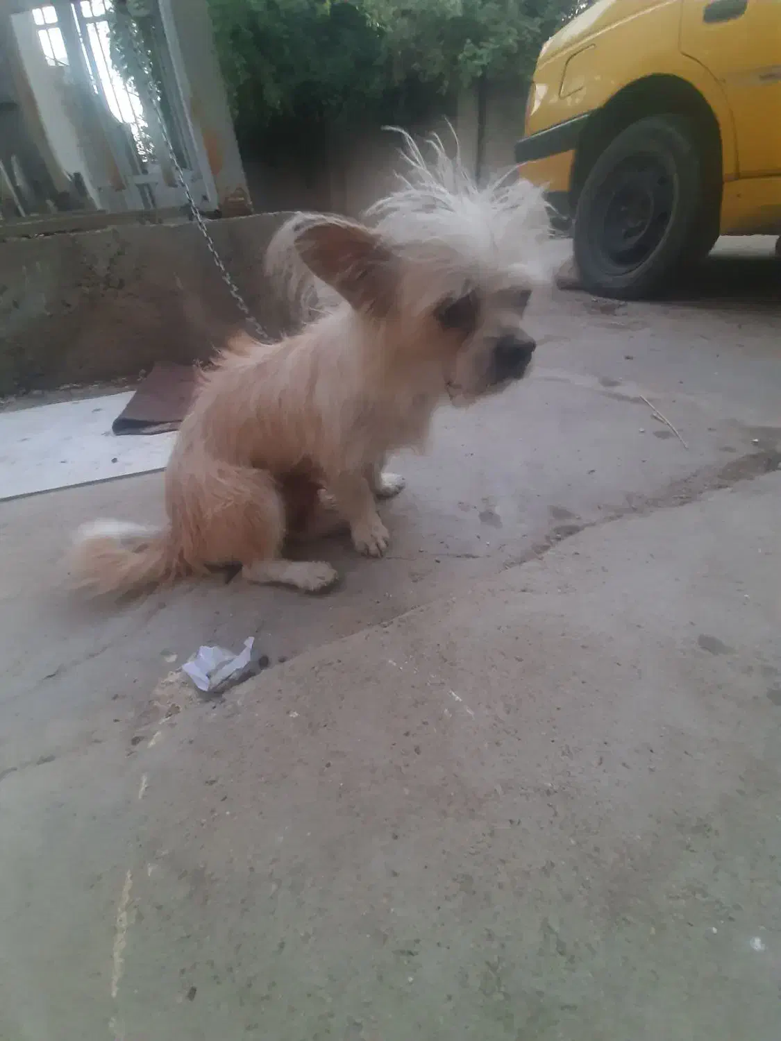 فروش یه عدد سگ خونگی فهمیده|سگ|اهواز, فاز ۲ پادادشهر|دیوار