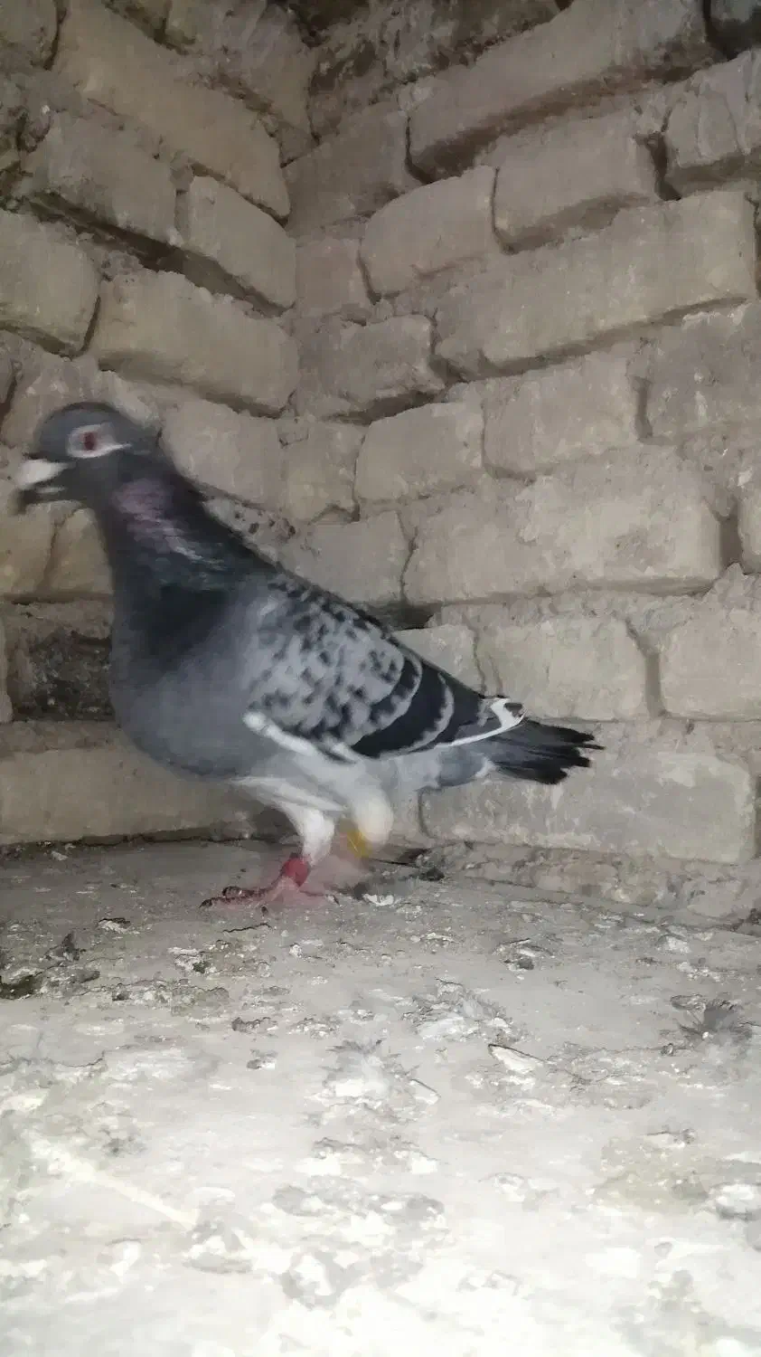 کبوتر|پرنده|تربت‌حیدریه, قائم|دیوار