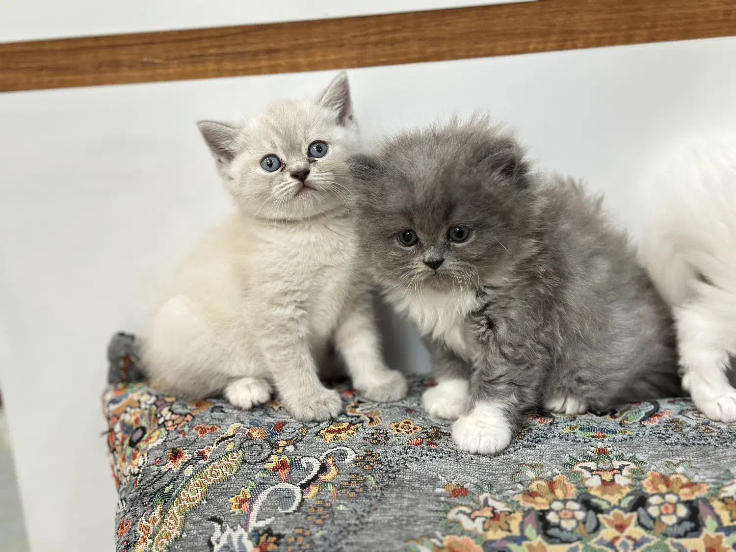 گربه پرشین،اسکاتیش،بریتیش|گربه|اراک, |دیوار