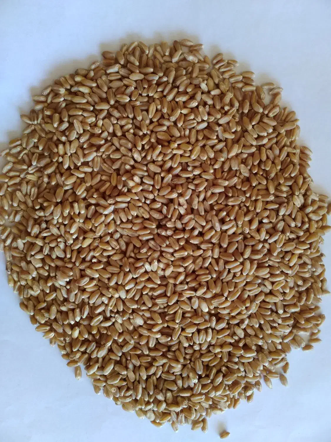 بذرگندم زاکرس دیم بوجاری شده|عمده‌فروشی|موران, |دیوار