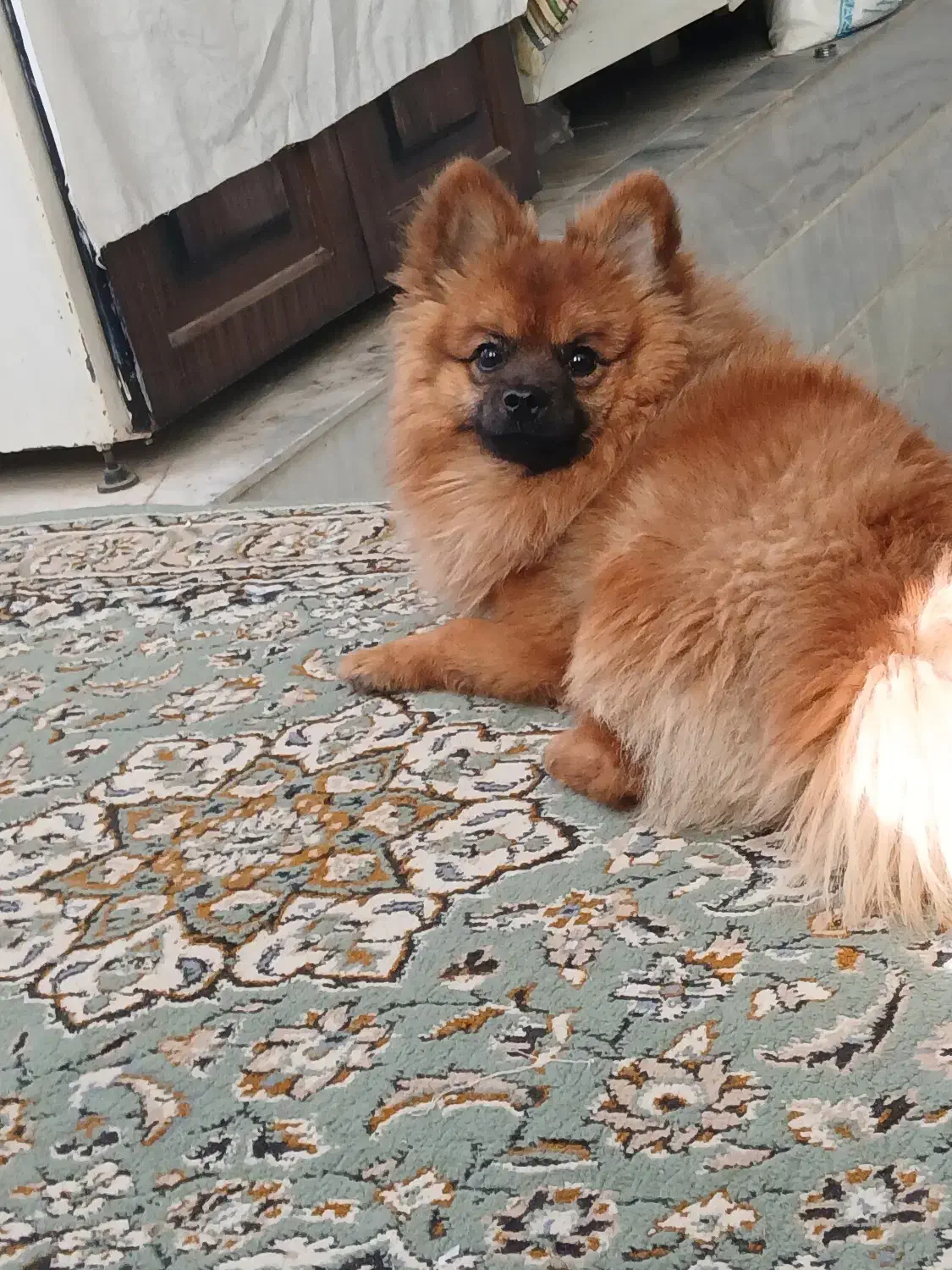 فروش سگ پامر|سگ|سمنان, |دیوار