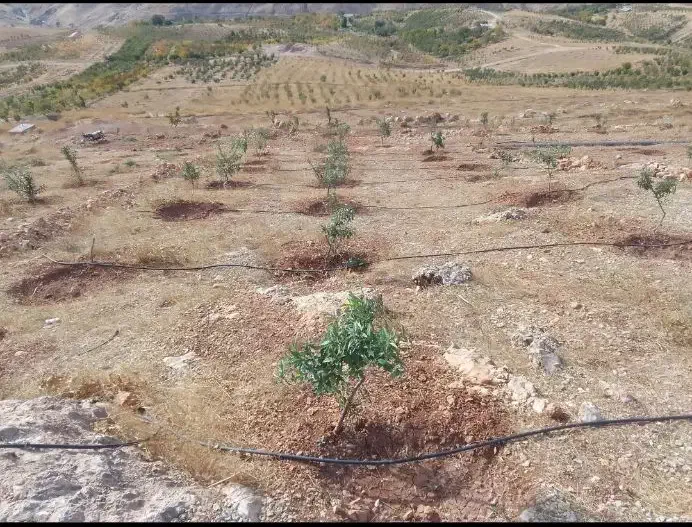 زمین|فروش زمین و ملک کلنگی|صمصامی, |دیوار