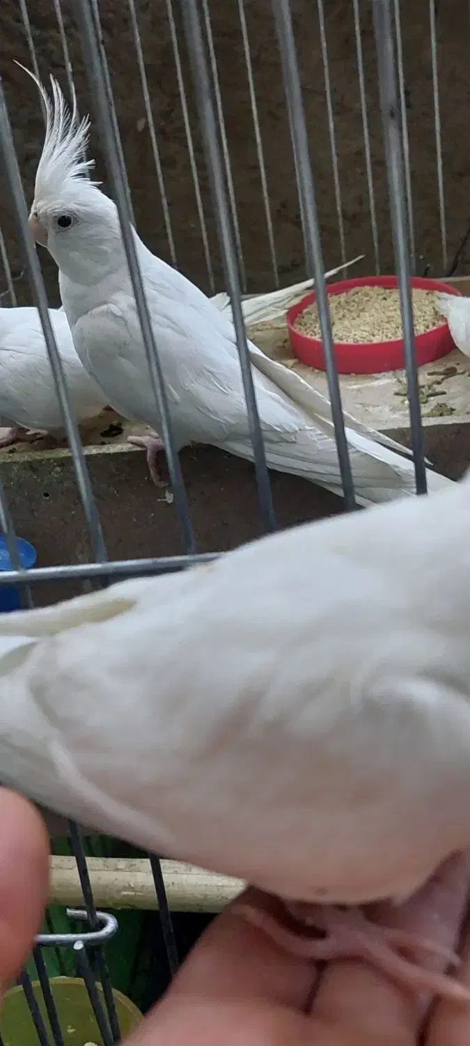 یک جفت البینو مولد|پرنده|رزن, |دیوار