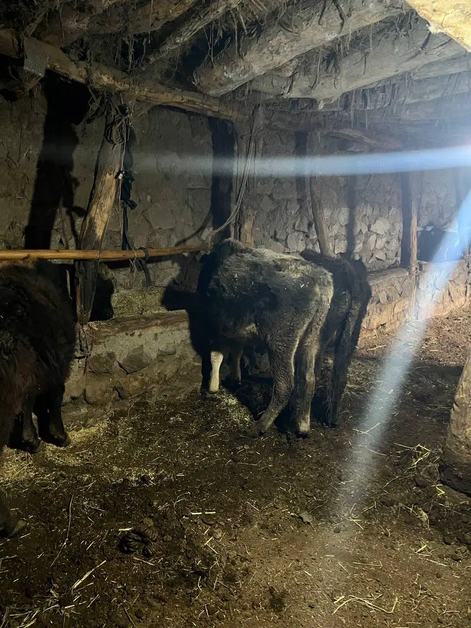 گوساله|حیوانات مزرعه|انگوت, |دیوار