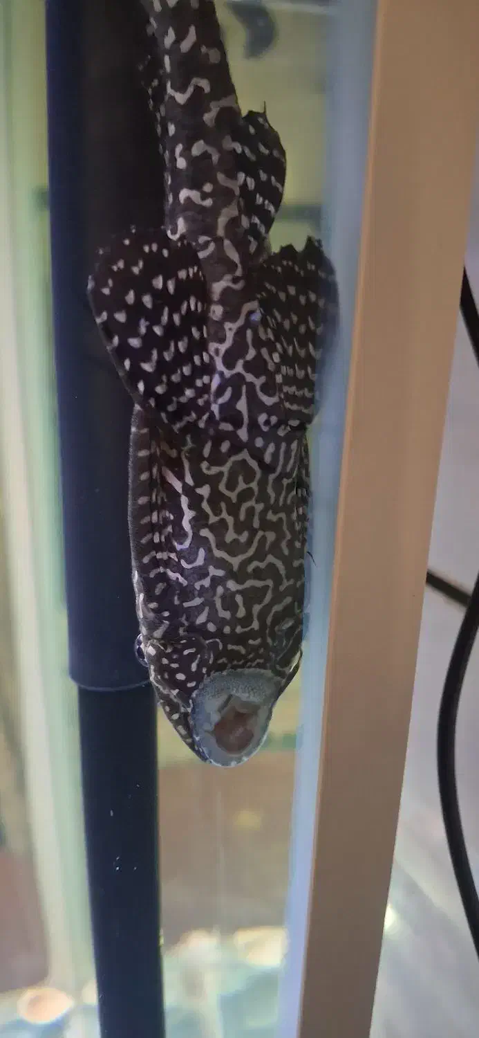 اکواریوم خانگی|ماهی|عنبرآباد, |دیوار