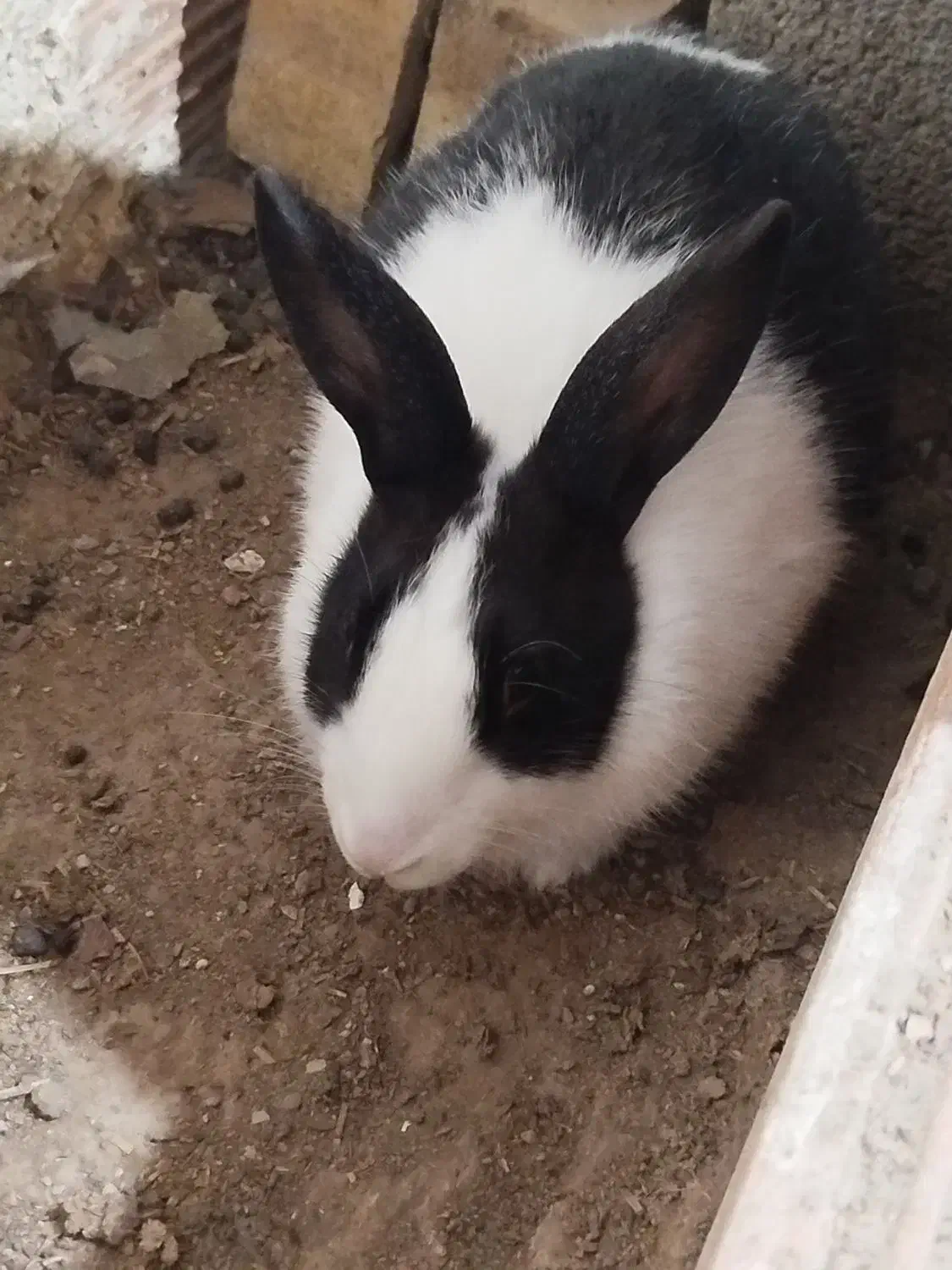 دو عدد خرگوش بالغ|موش و خرگوش|آزادشهر, |دیوار