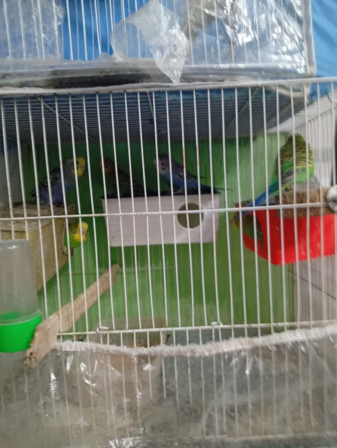 مرغ عشق|پرنده|مشهد, رستگار|دیوار