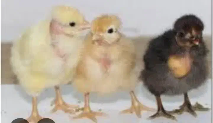 پخش جوجه مرغ و خروس محلی کشتنی (توی همه سن)|حیوانات مزرعه|کرمان, |دیوار