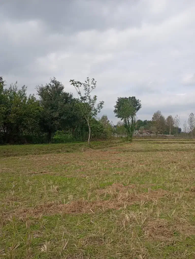 زمین شالیزاری شاندرمن|فروش دفتر صنعتی، کشاورزی، تجاری|شاندرمن, |دیوار