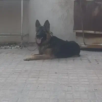 سگ ژرمن|سگ|مبارکه, |دیوار