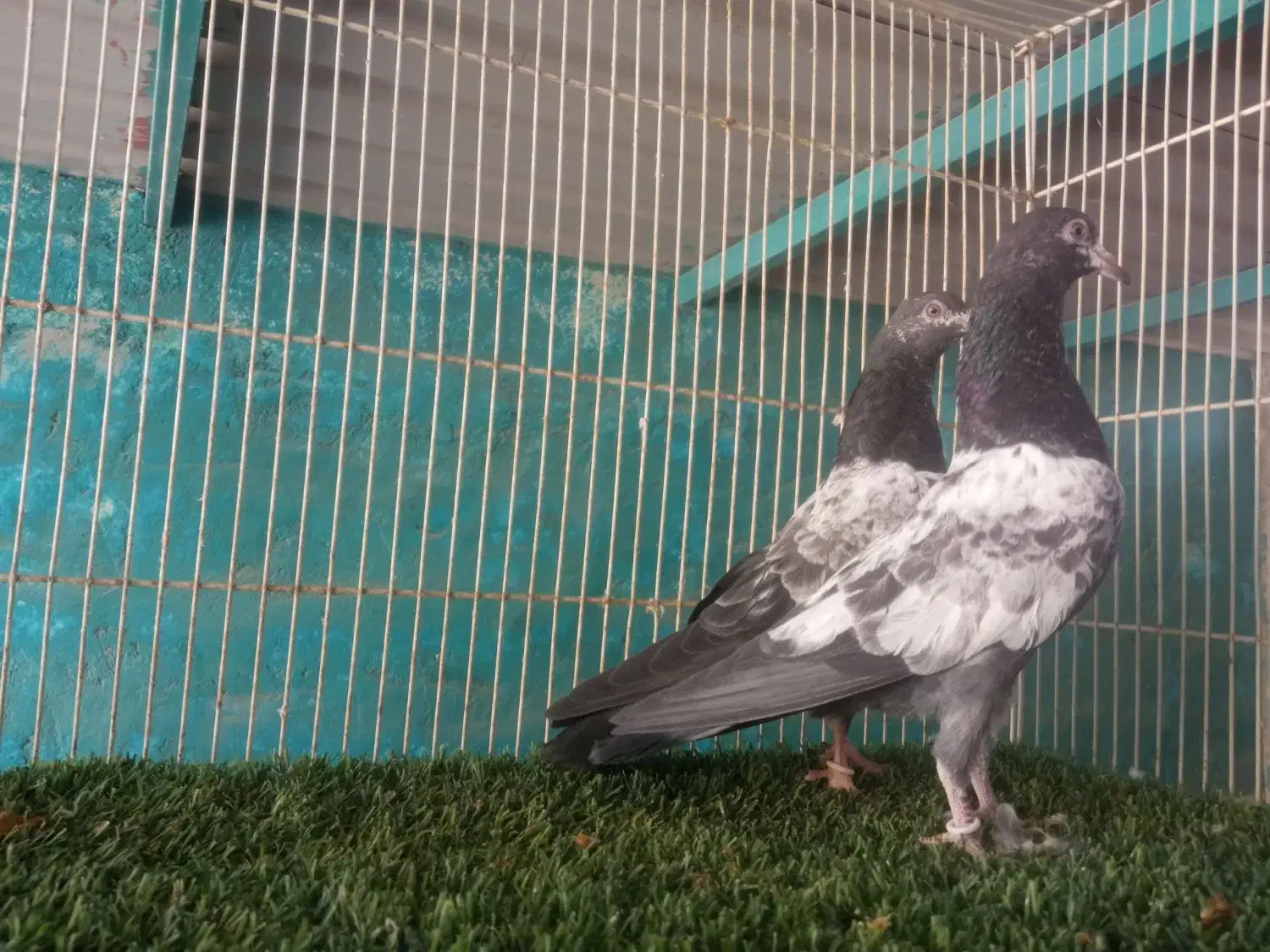 پاکستانی عالی و درجه یک|پرنده|بندرعباس, |دیوار