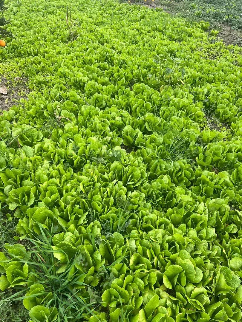 نهال کاهو|خدمات باغبانی و درختکاری|نکا, |دیوار