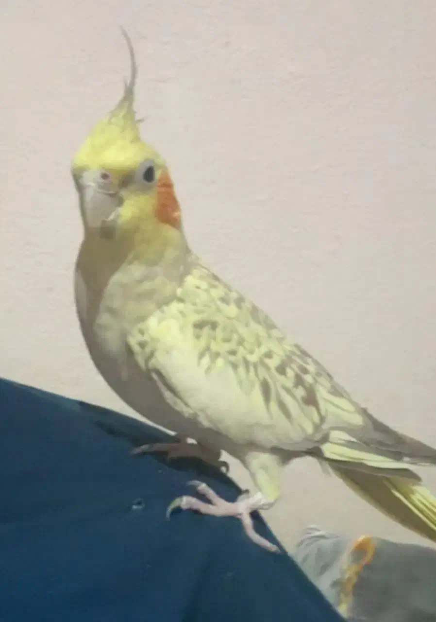 گمشده  عروس هلندی محدود فاز یک نوبنیاد|حیوانات|کیش, |دیوار