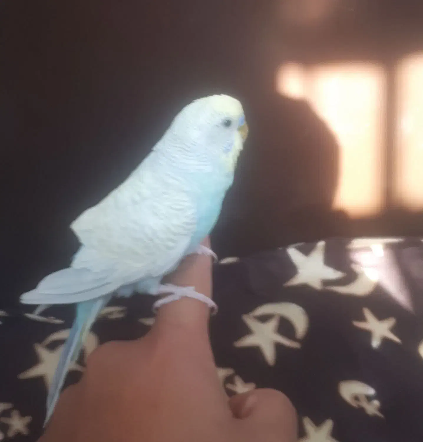 مرغ عشق اسپانگل|پرنده|اسفراین, |دیوار