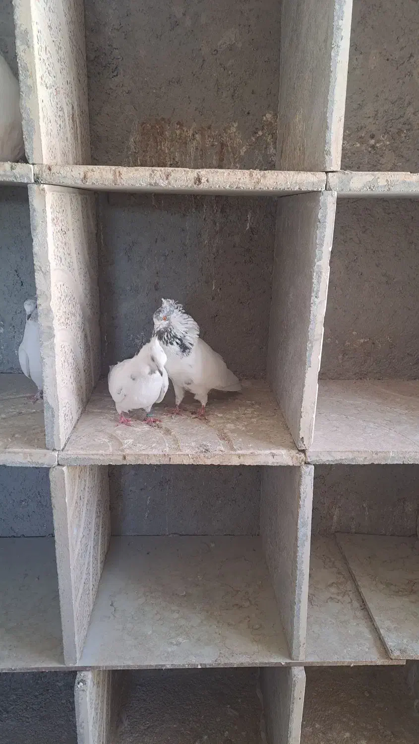 سه جفت پرش سنگین|حیوانات|سردرود, |دیوار