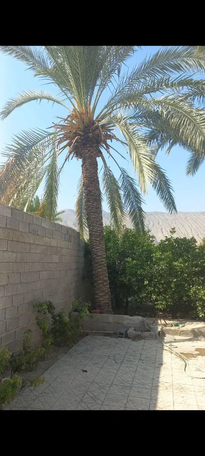 قطع و برش نخل رایگان|خدمات باغبانی و درختکاری|کازرون, |دیوار