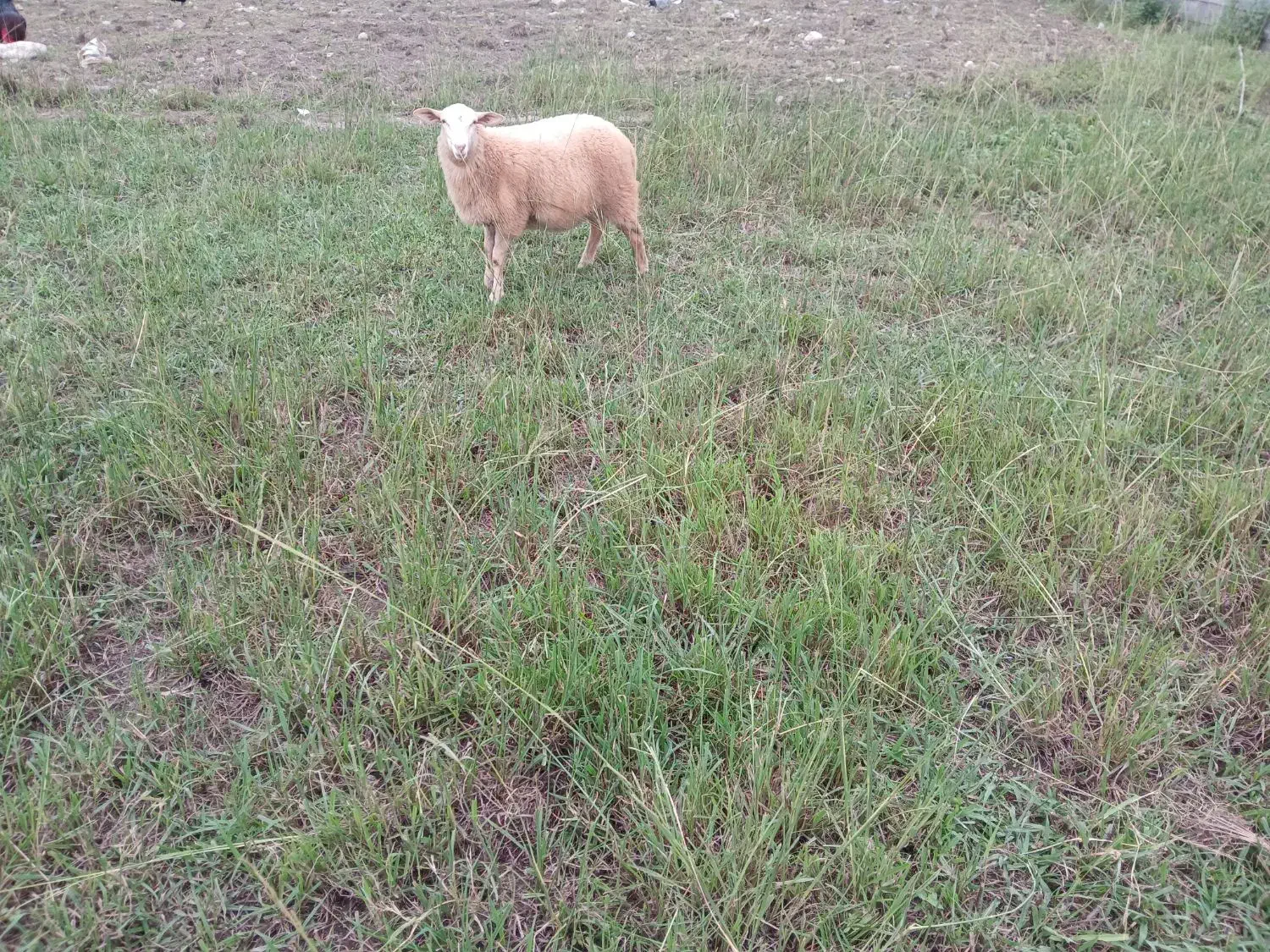 گوسفند چند قلو زا|حیوانات مزرعه|کلارآباد, |دیوار