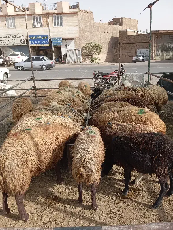 بره نر درجه یک چاق و نیم گوشت|حیوانات مزرعه|قرچک, فردیس|دیوار