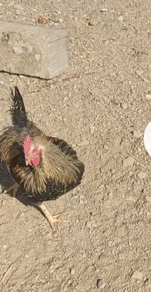 خروس|حیوانات مزرعه|دلیجان, |دیوار