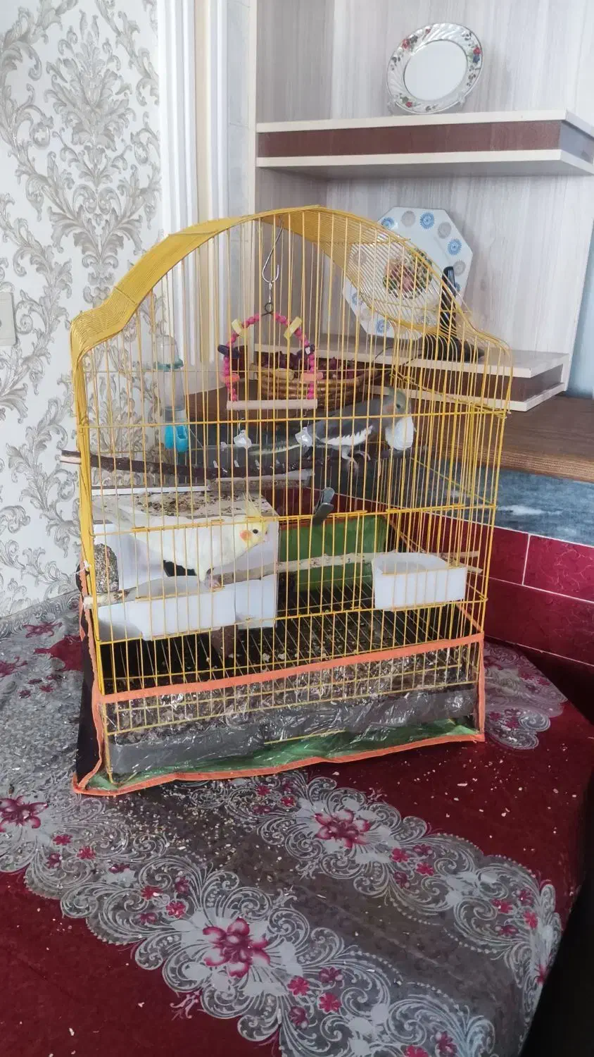 عروس هلندی|پرنده|مرند, |دیوار