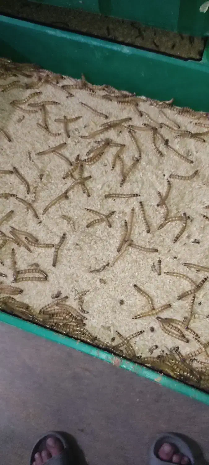 فروش میلورم و سوپر میلورم زنده|خزنده|شیراز, شاپورجان|دیوار