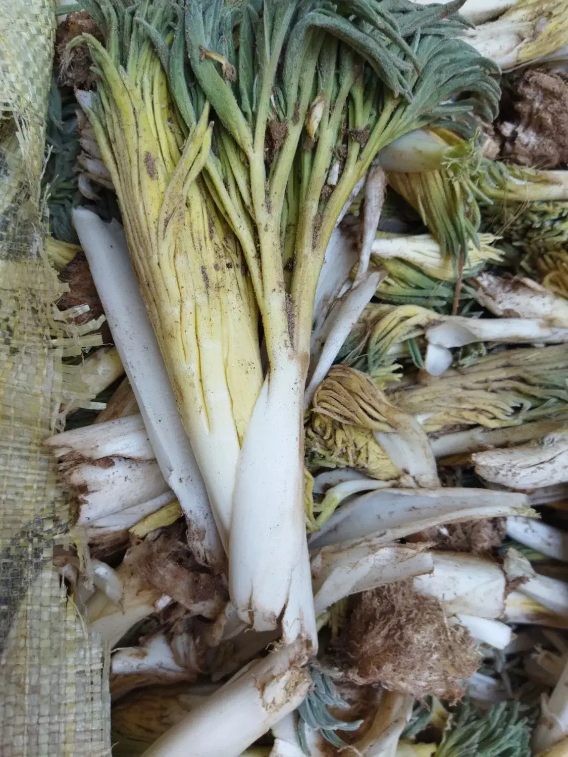 کما تازه|خوردنی و آشامیدنی|بیرجند, |دیوار