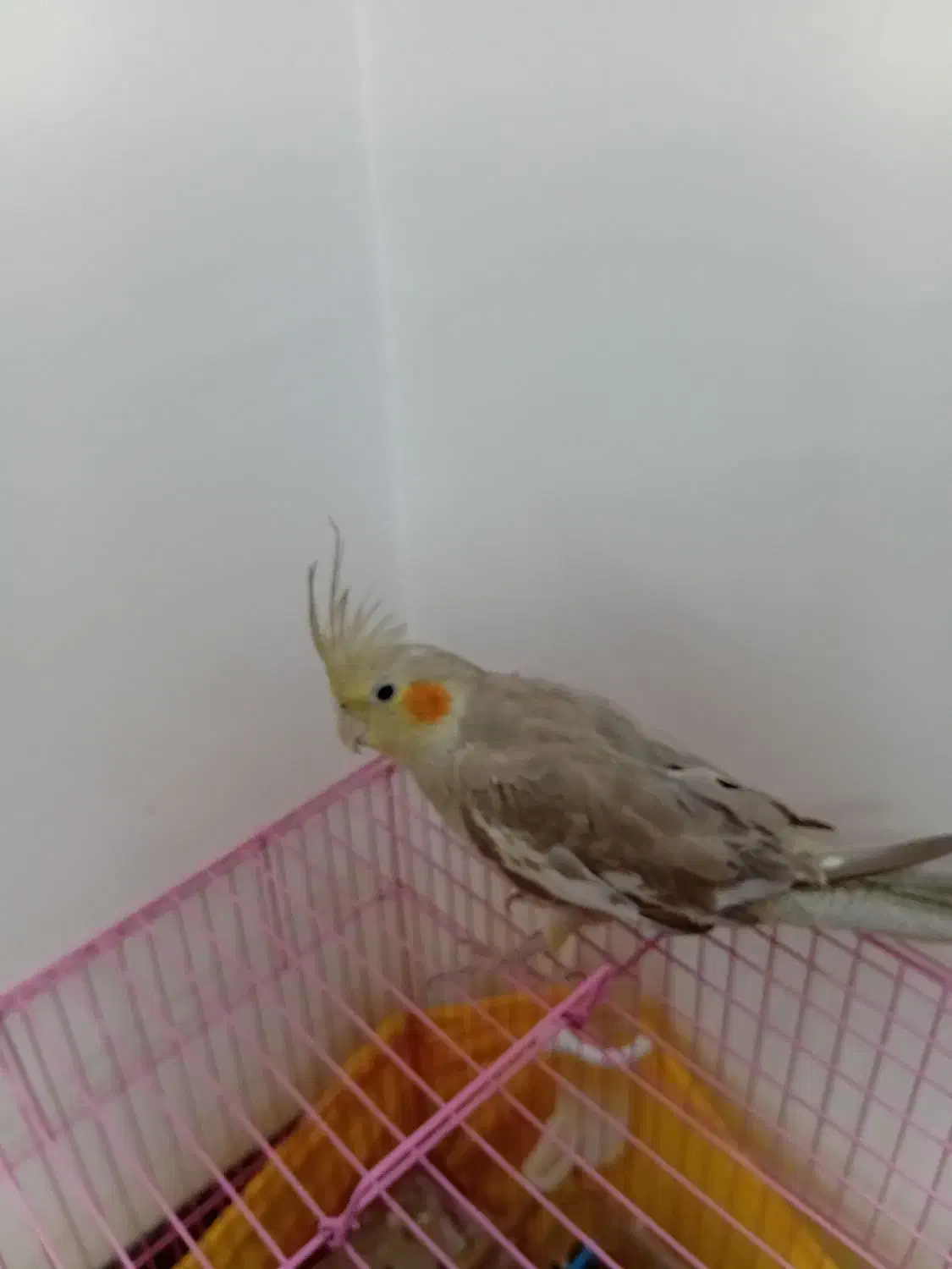 پرنده|پرنده|تهران, خزانه|دیوار