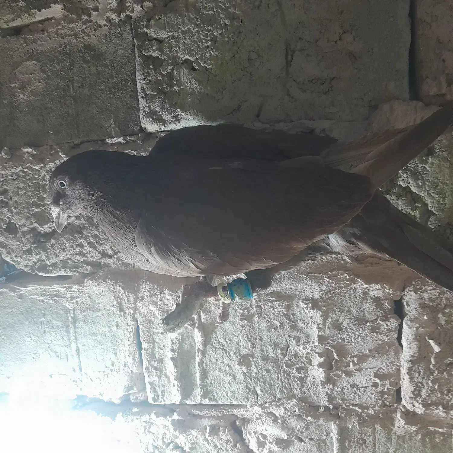 3 عدد سرخ|پرنده|سبزوار, شرق کال جنوبی (شمس آبادی)|دیوار