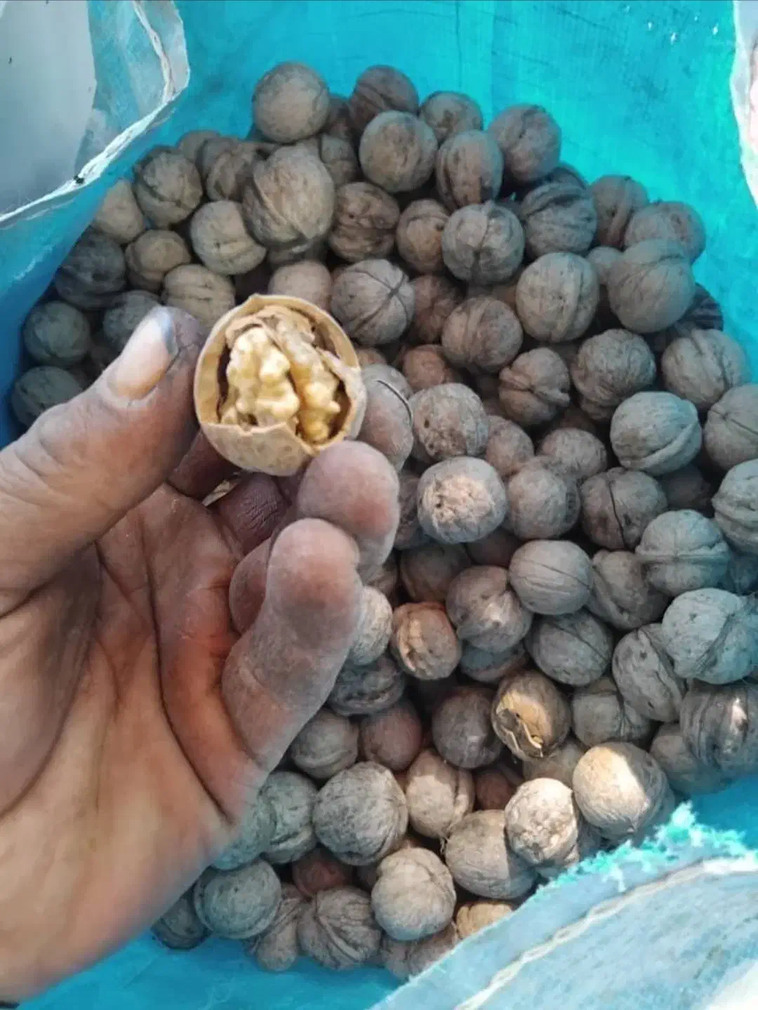 گردو بادام درجه یک|خوردنی و آشامیدنی|قم, منبع آب|دیوار