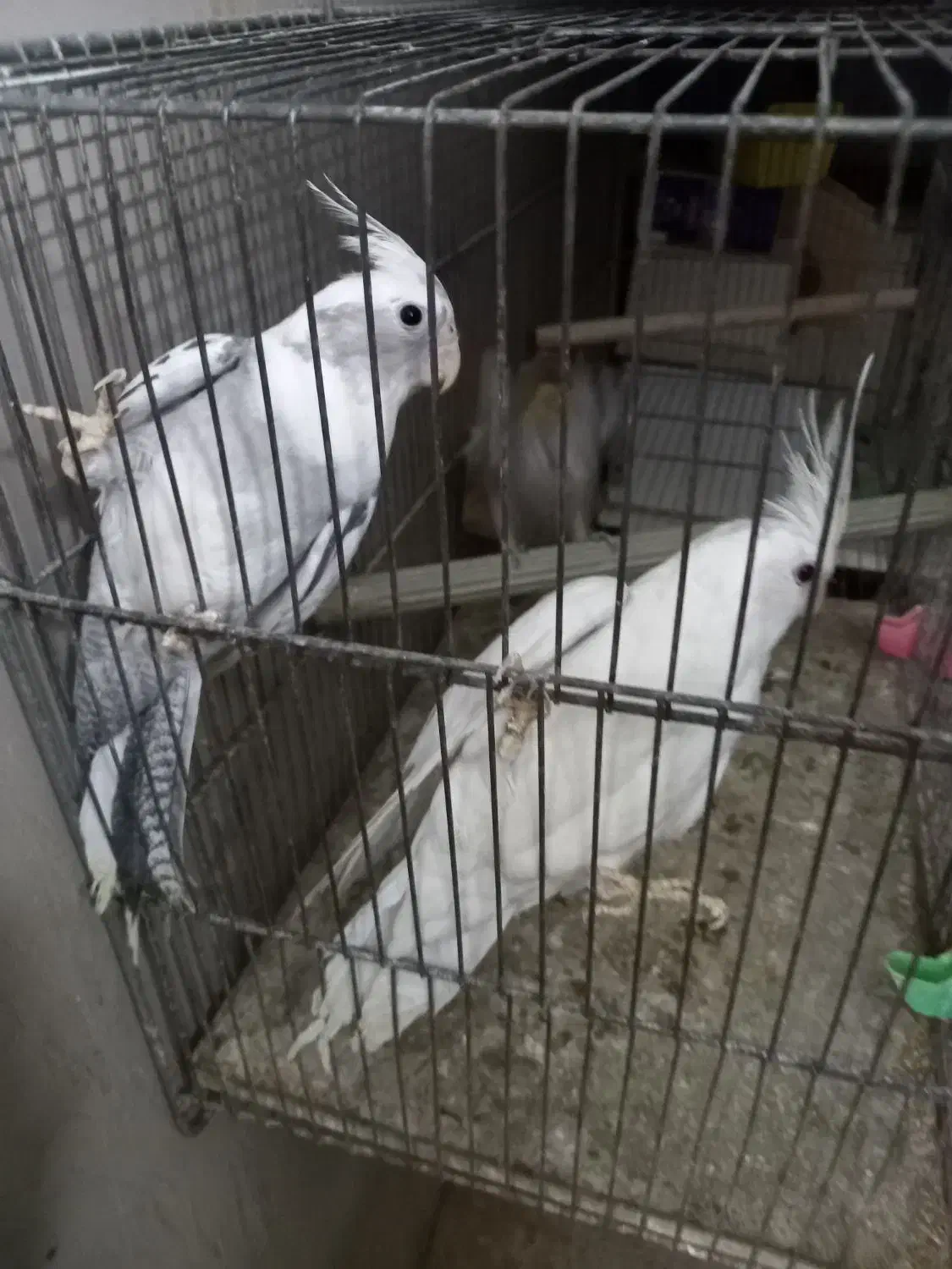 عروس هلندی|پرنده|کرج, اخترآباد|دیوار