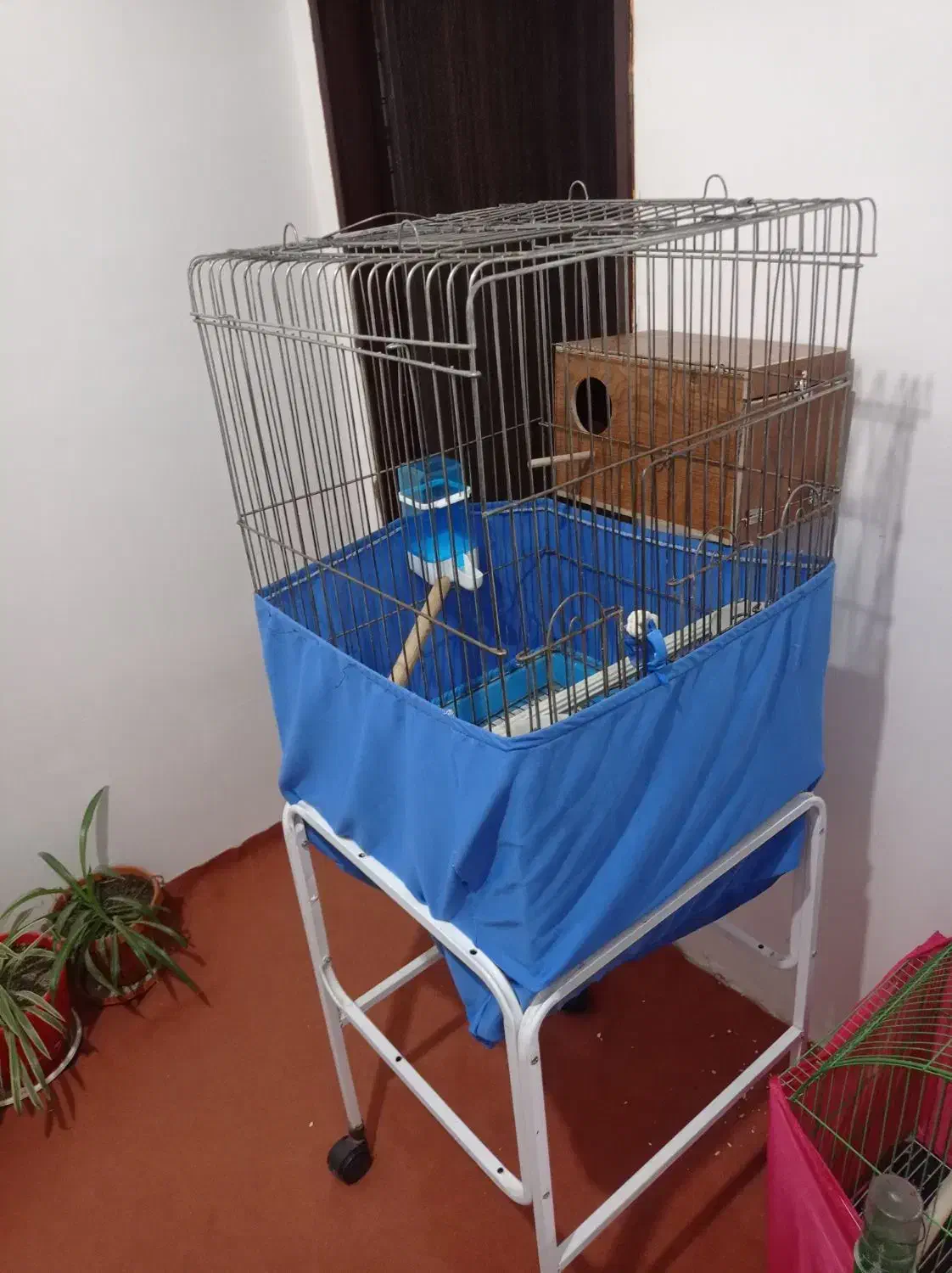 یک جفت عروس هلندی مولد لوتینوسالم سرحال|پرنده|بهارستان, |دیوار