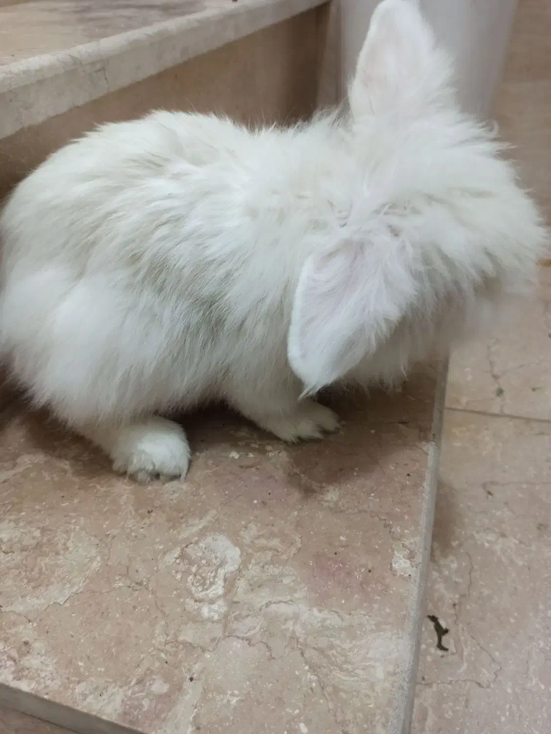 خرگوش لپ هلندی|موش و خرگوش|پاکدشت, خاتون آباد|دیوار