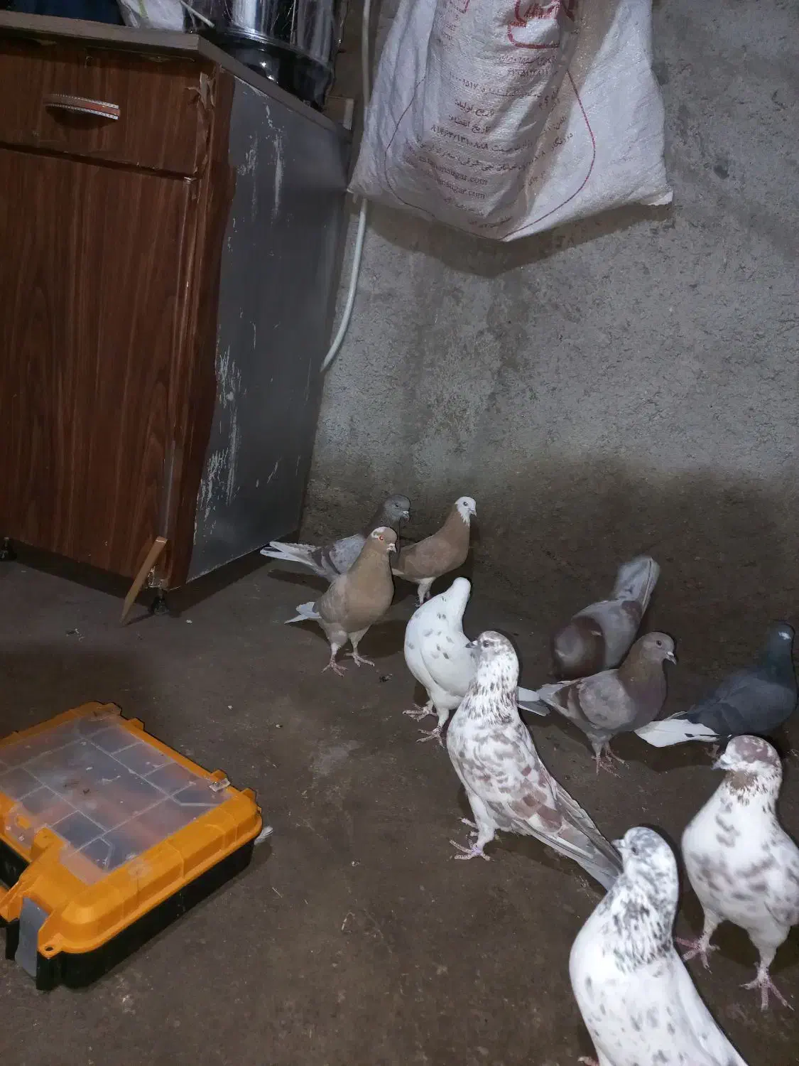 کبوتر|پرنده|مشگین شهر, |دیوار