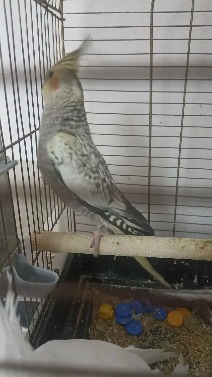 عروس هلندی|پرنده|شوط, |دیوار