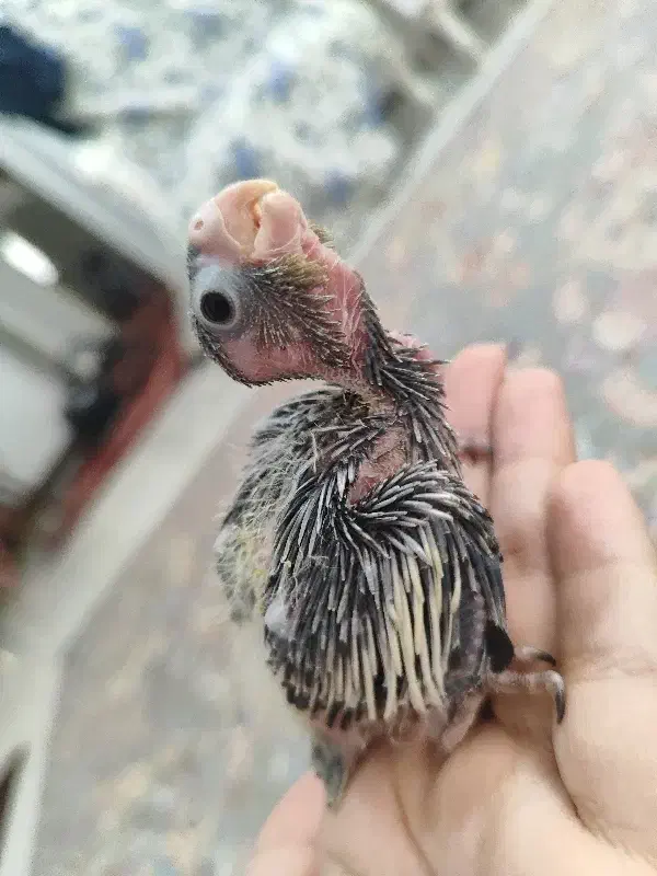 عروس هلندی ۲۰ روزه و ۲۵ روزه|پرنده|هشتگرد, فاز ۱ مهستان|دیوار