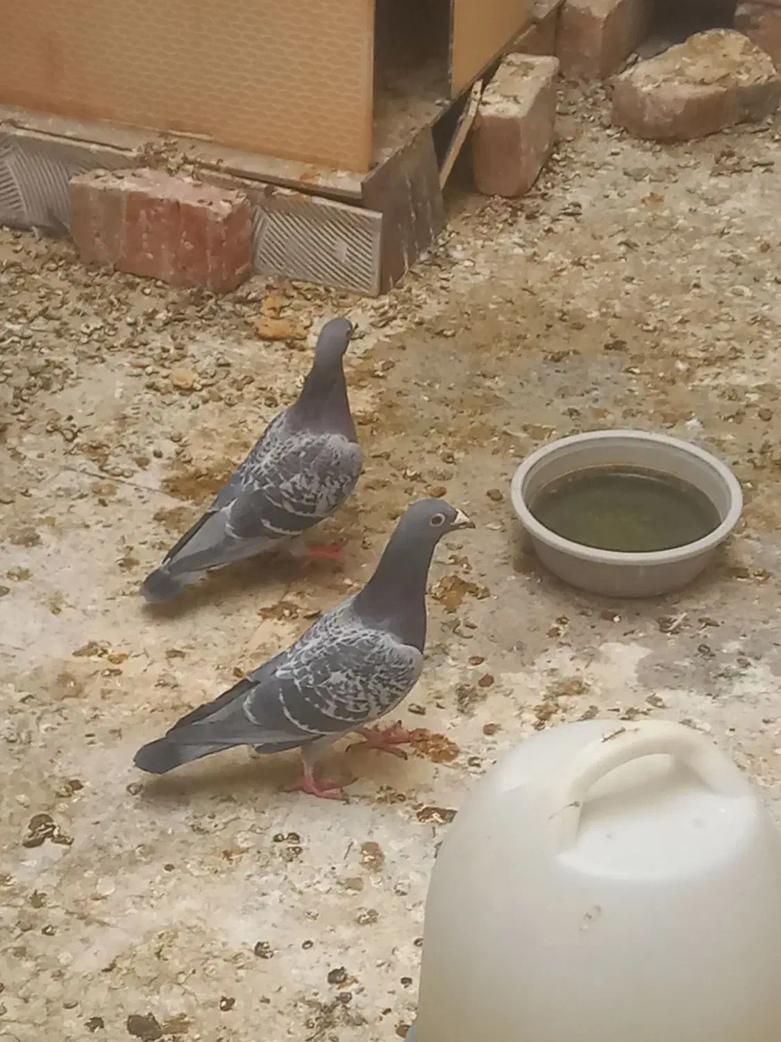 جفت مگس|پرنده|خاش, |دیوار