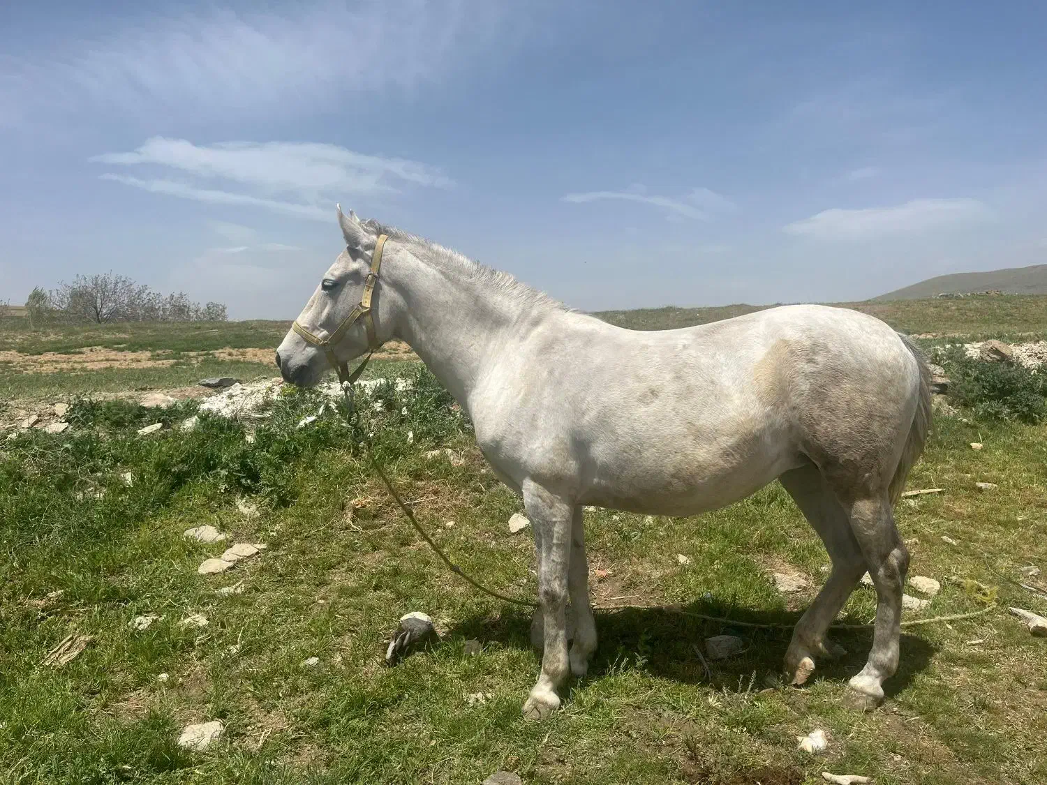 دو راس  مادیان (اسب)|اسب و تجهیزات اسبسواری|سربند, |دیوار