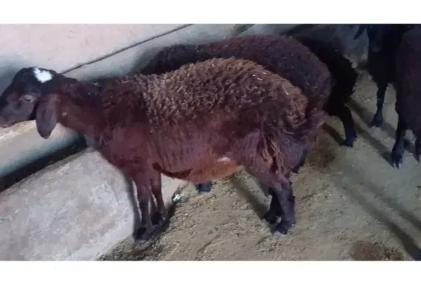 بره پرواری چاق درجه یک وزن حدود 45الی50|حیوانات مزرعه|اشتهارد, |دیوار