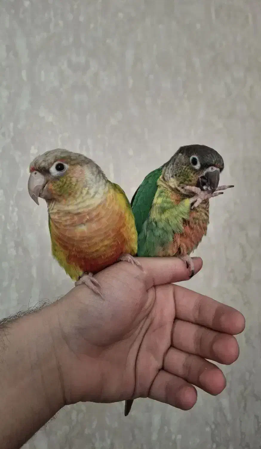 جفت گرینچیک|پرنده|بهارستان, |دیوار