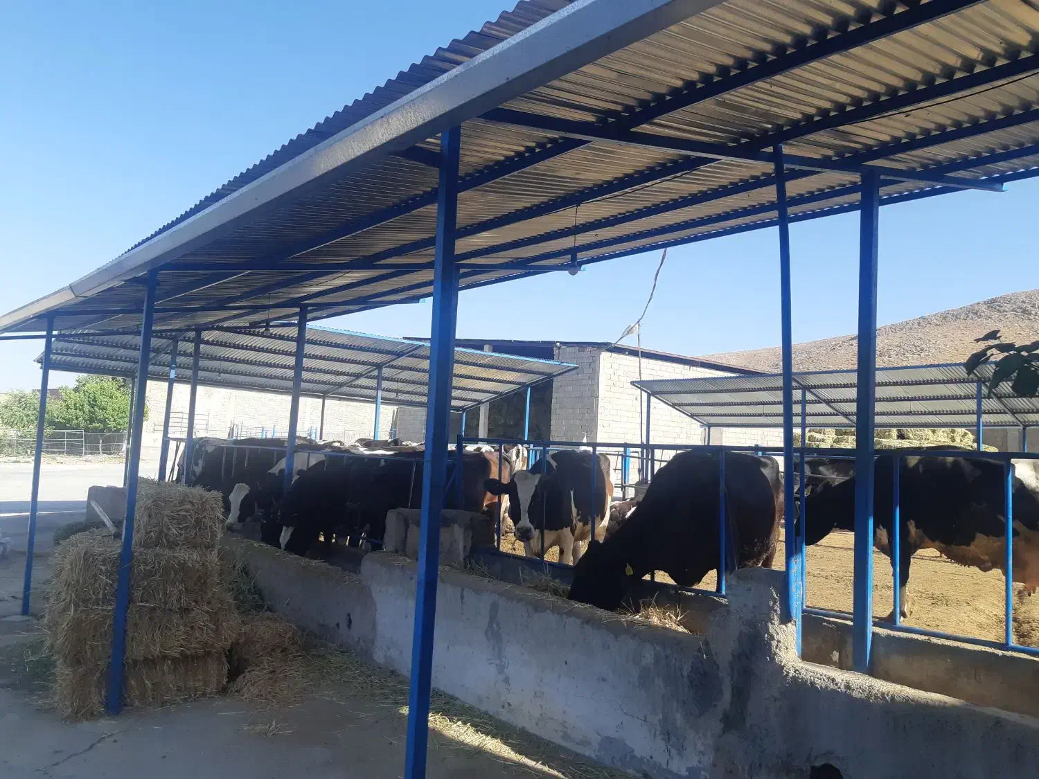 استخدام کارگر گاوداری|استخدام صنعتی، فنی، مهندسی|بروجن, |دیوار