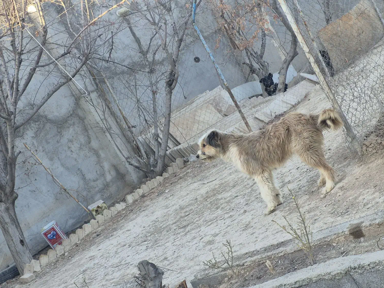 سگ پشمالو|سگ|رباط‌کریم, کاظم‌آباد|دیوار