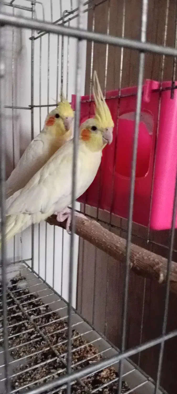 یک جفت عروس هلندی|پرنده|نگین شهر, |دیوار