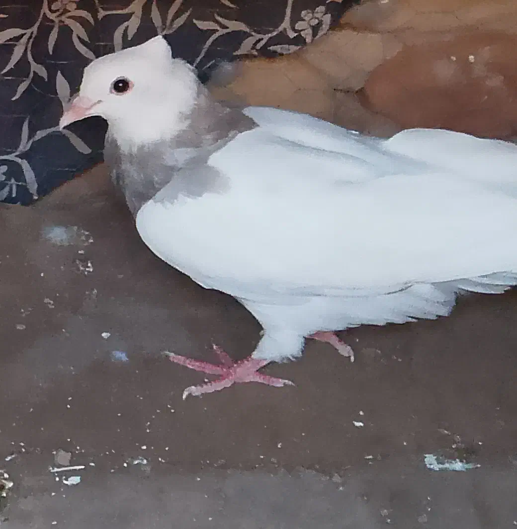 کبوتر طوق|پرنده|آیسک, |دیوار