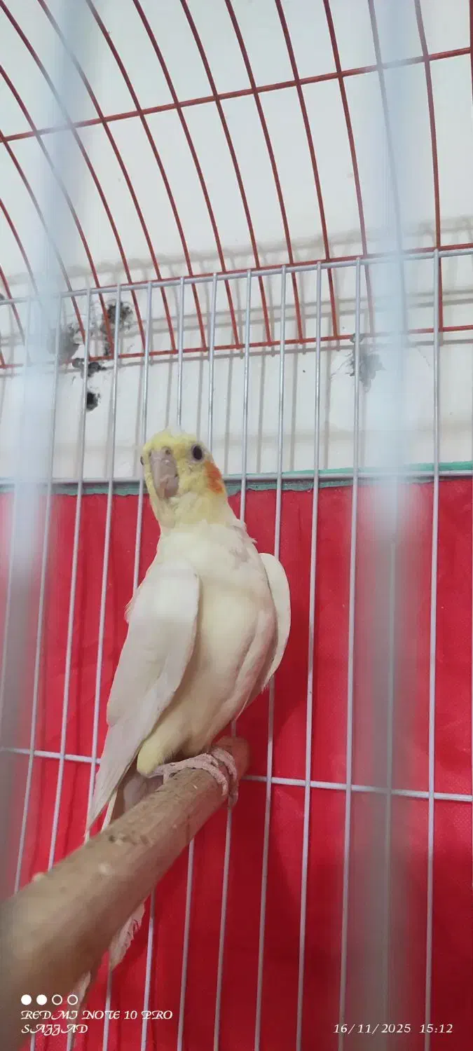 عروس لوتینو بالغ نر|پرنده|طبس, |دیوار