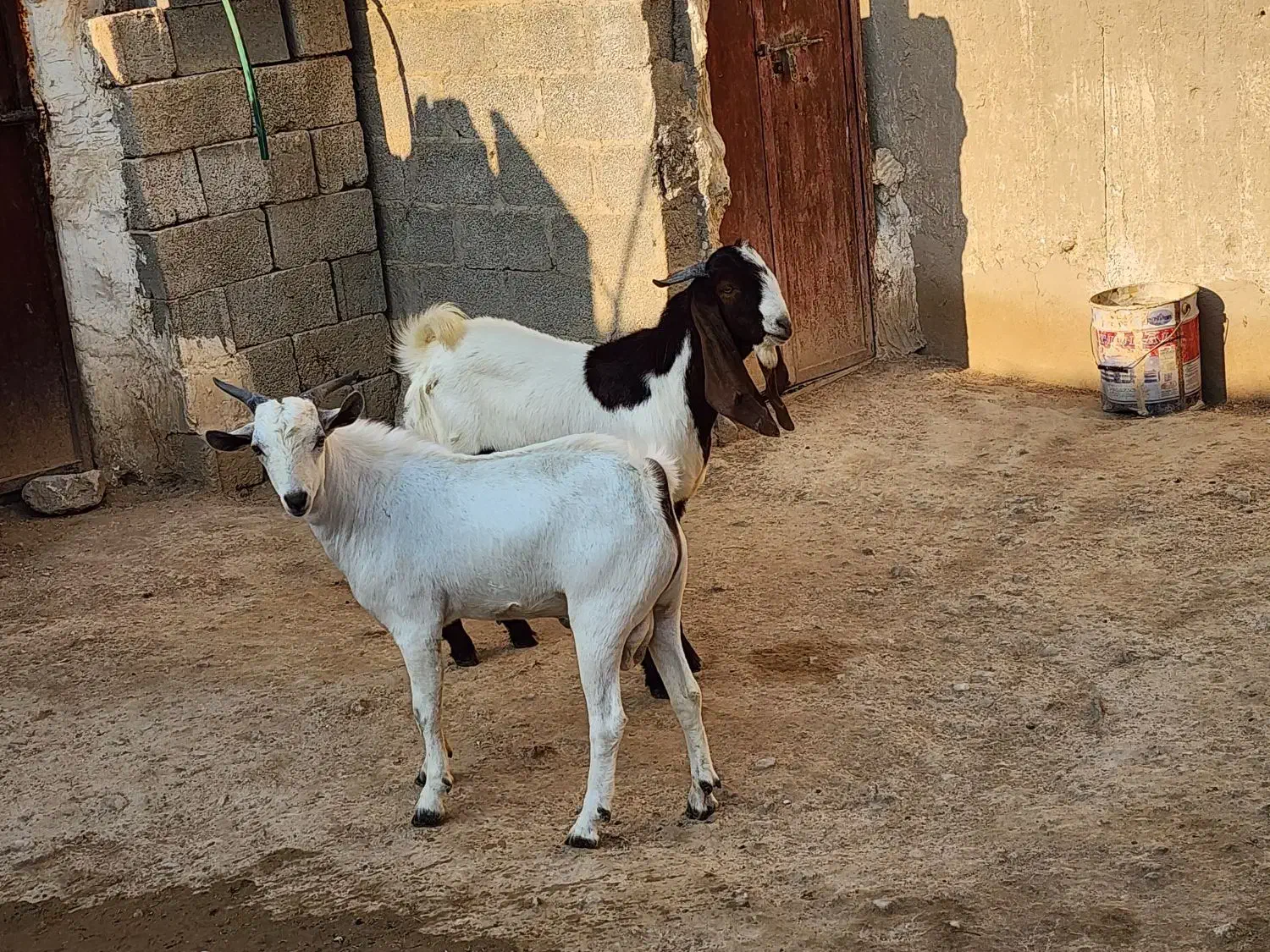 درودبر شما خوبان|حیوانات مزرعه|لامرد, |دیوار