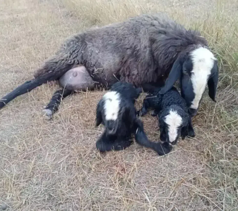 مجموعه بزرگ گوسفند شال و بره|حیوانات مزرعه|کرمان, |دیوار