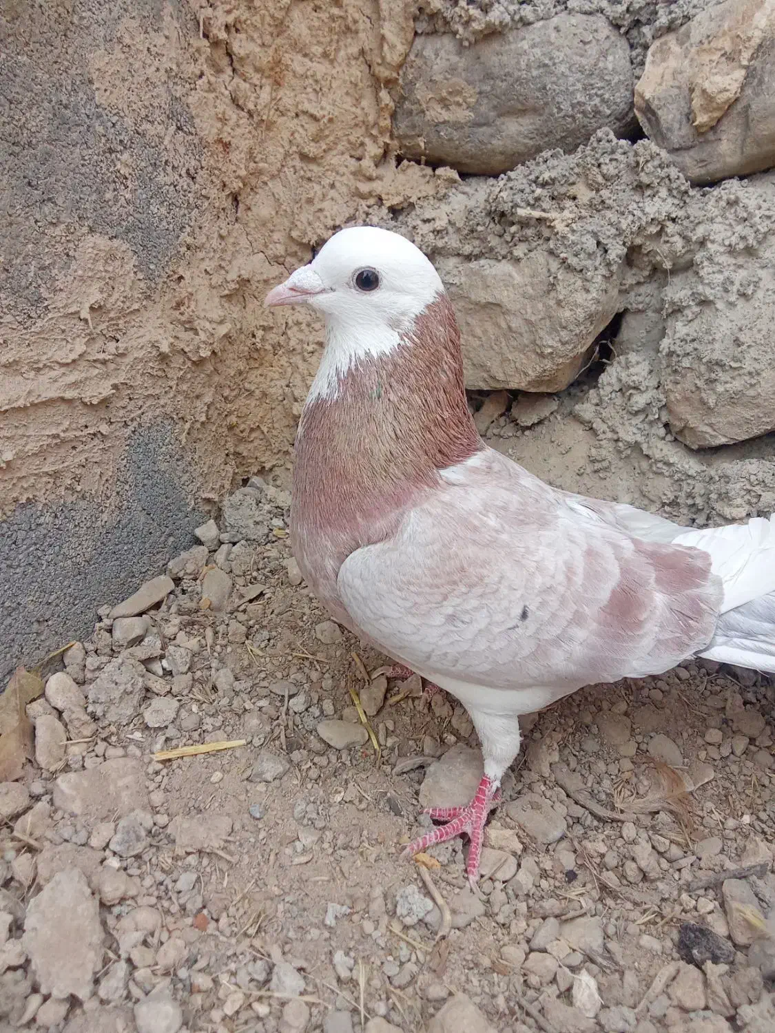 کفتر های پرشی|پرنده|شیروان (خراسان), |دیوار